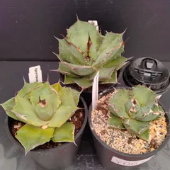 専用　80株セット！アガベチタノタ　実生　多肉植物 2025年最新】アガベ 実生 セットの人気アイテム - メルカリ