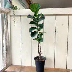 お値下げ！フィカス・リラータバンビーノ(カシワバゴム） お引取り限定 フィカス・リラータ・バンビーノ | 観葉植物の通販 AND PLANTS