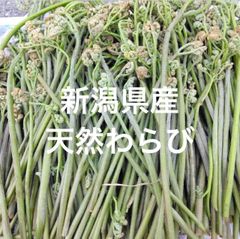 天然 わらび 山菜 新潟県産　ネコポス