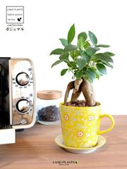 가주마루 컵 & 접시 손으로 그리는 페인트 & 프린트 도자기 화분 옐로우 [하이드로·접시] 다행의 나무 정령이 머무는 나무 가