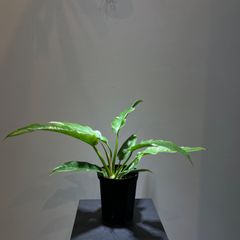 フィロデンドロン　リングオブファイア　抜き苗