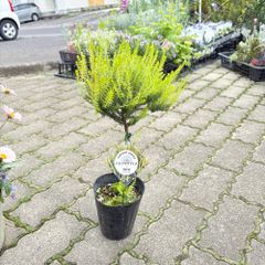 エリカバレリグリフィストピアリー仕立て4号ロングポット苗
