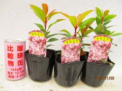 カルミヤ 9㎝ポット苗 3点組 全高：約20㎝ 宅配便発送