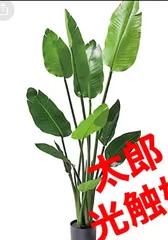 斑入り　オーガスタ　H70cm 斑入り オーガスタ H70cm