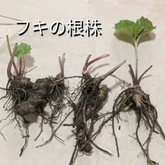 2025年最新】フキの苗の人気アイテム - メルカリ