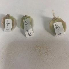 葉挿し　ラブリーローズ