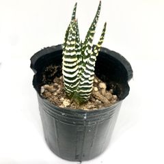 ハオルチア 十二の巻 ワイドバンド