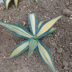 アガベ　アメリカーナ　メディオピクタ　ゴールド　AGAVE