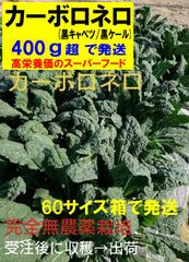 カーボロネロ(黒キャベツ/黒ケール)　完全無農薬　イタリア野菜　400gオーバー