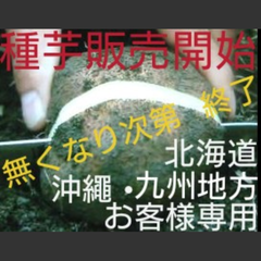 丹波山の芋種芋5キロ（山芋）