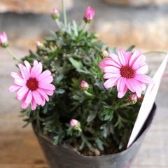 世界初ハイブリッド新種 ビジューマム ローズクオーツ 3.5号ポット苗 【1株販売】 寄せ植え 花壇 鉢植え お洒落 おしゃれ 可愛い かわいい 春の花 秋の花 冬の花 花 苗 初心者 新種 希少