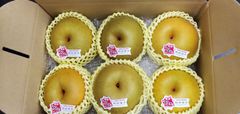 糖鮮確実梨（2.5kg）  5～8個入り