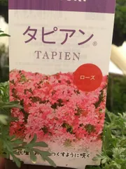 タピアン　カーペット咲き　ローズ　3号苗 登録品種
