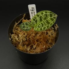 マコデスペトラ ジュエルオーキッド Macodes petola