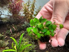 イベント水草 アヌビアス・ナナプチ　群生株