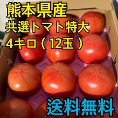 熊本県産　共選八代大玉トマト　12玉　4キロ　訳アリ