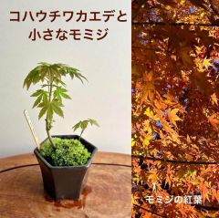 ミニ盆栽　コハウチワカエデとモミジ　瀬戸焼　黒マット　第四種郵便