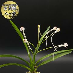 ♪余剰苗特売市♪】富貴蘭 手毬歌（最上柄） - メルカリ