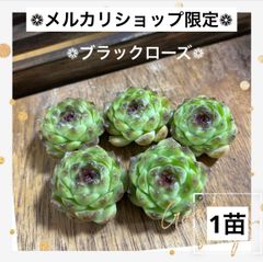 1苗 ❁ブラックローズ❁ カット苗 寄せ植え 多肉植物
