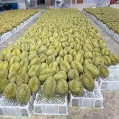 5kg （2玉）新鮮ドリアン モントン金枕榴蓮品質保証！ ベトナム産ドリアン ｜越南金枕榴蓮 | 日の出農園