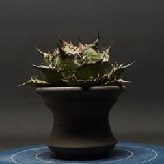 "Agave titanota" アガベ チタノタ【シーザー】 管理2256