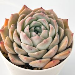 【多肉植物】エケベリア・ピュアラブ　Echeveria 'Pure Love'