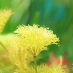 【水草】ラオスオレンジアンブリア　水中葉5本