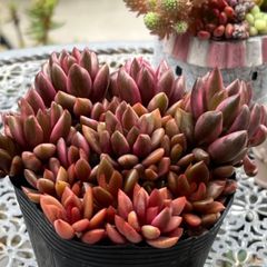 多肉植物 ☘️ チョコレート錦 いっぱい 抜き苗