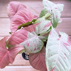 シンゴニウム ミルクコンフェッティ ダズルカラー／Syngonium