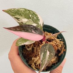 フィロデンドロン セローム 極斑入り 極斑】フィロデンドロン セローム トリカラー ミント斑入り