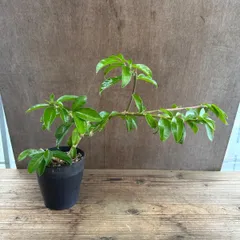 桜キリン②   現品　Pereskla nemorosa 桜麒麟 サクラキリン ペレスキア ネモロサ 観葉植物 観葉 植物 レア 希少 多肉　多肉植物　カクタス　サボテン　インテリア