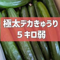 あと数日で終了します‼️超特価！5キロ弱！極太デカきゅうり！　野菜ソムリエサミット銀賞受賞　農家直送　減農薬　有機肥料　きゅうり　訳あり　規格外　5kg 産地直送