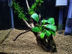 390．流木付き水草 アヌビアスナナ 南米ウィローモス