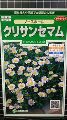 クリサンセマム ノースポール ノースボール 種 ３袋セット