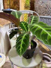 カラテア・ワルセウィッチー　3.5号　カラーリーフ　観葉植物　耐陰性　インテリア　グリーン　オシャレ