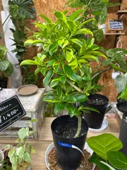 2025年最新】ファグラエアの人気アイテム - メルカリ