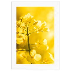 花写真 黄色い花写真 インテリアアート写真額装 AS0655