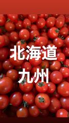 北海道、九州の方、ミニトマト2kg