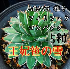 2026年最新】アガベフィリフェラの人気アイテム - メルカリ
