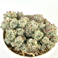 【多肉植物】セダム・ペレスデラロサエ  Sedum perezdelarosae