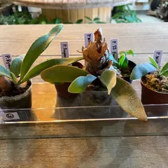 ビカクシダ スペランツァ/Speranza 【公式通販】