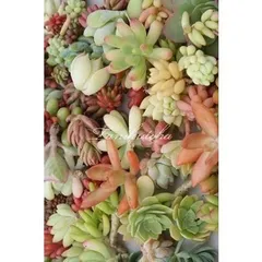 Ｓサイズ20種類カット苗セット アソート 多肉植物カット苗セット 多肉植物セット アレンジ苗 寄せ植え