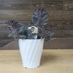 43㎝リューカデンドロンとアンティーク紫陽花の横長ガーランド