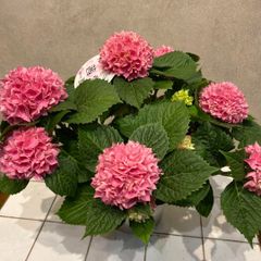 希少❗️アジサイ❤️茜雲　5号鉢