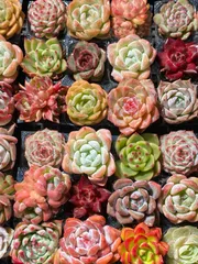 E セル苗105個セット✨多肉植物　エケベリア　詰め合わせ　寄せ植えに!! ⑭セル苗105個セット✨多肉植物 エケベリア 詰め合わせ 寄せ