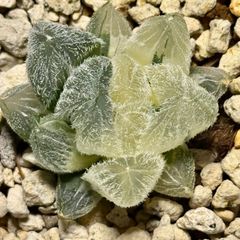 モンロー巨大化錦　ハオルチア　観葉植物