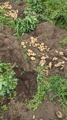 マコモダケ　8kg 千葉県産 _960_170915081216.JPG