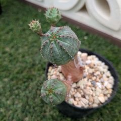 多肉植物ユーフォルビア属オベサブローミニ①