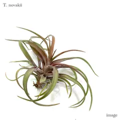 2025年最新】Tillandsia novakiiの人気アイテム - メルカリ