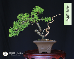 糸魚川真柏 小品盆栽【泰寿園 Online】 現品 一点物 真柏 松柏 松 初心者 室内 鑑賞 趣味 卓上盆栽 盆栽鉢 グリーン 和 ギフト プレゼント 贈答品 ミニ盆栽 誕生日 母の日 父の日 敬老の日 記念日 お祝い 優良葉性 インテリア 3